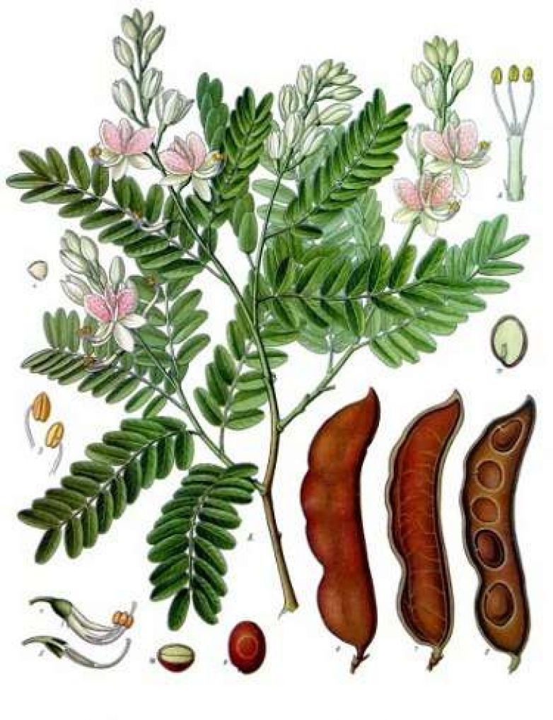 Copia di Ecovine